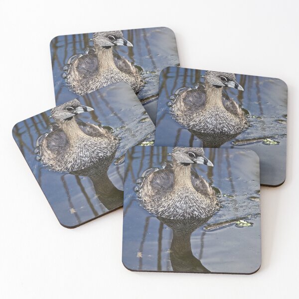 Item preview, Nature Coastal Photography Florida Wetlands Pied Billed Grebe designed and sold by Camera In Hand by Joel.