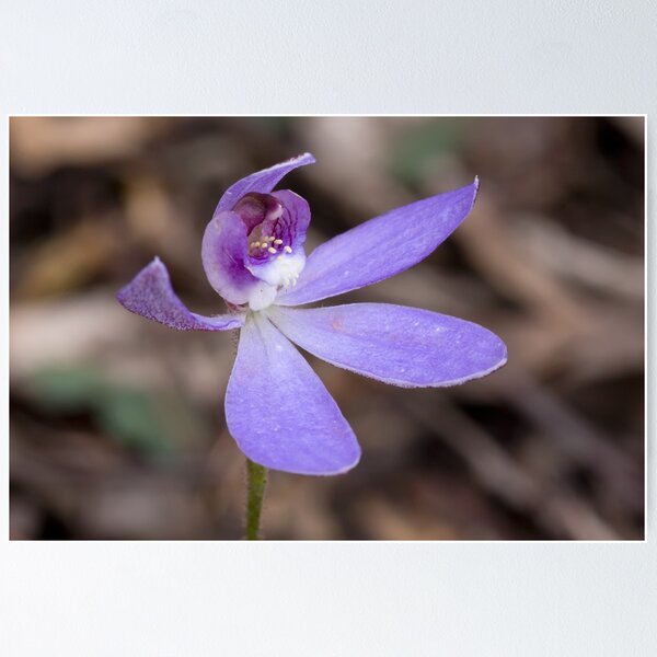 Item preview, Blue Caladenia - Cyanicula caerulea  designed and sold by Paul Piko.