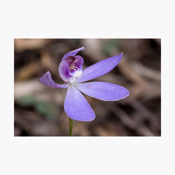 Item preview, Blue Caladenia - Cyanicula caerulea  designed and sold by Paul Piko.