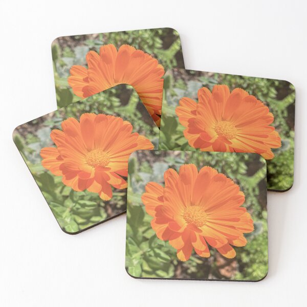 Item preview, Vibrant Orange Calendula Flower Blooming in a Sunlit Garden designed and sold by Be Captured by Brittany Emma.