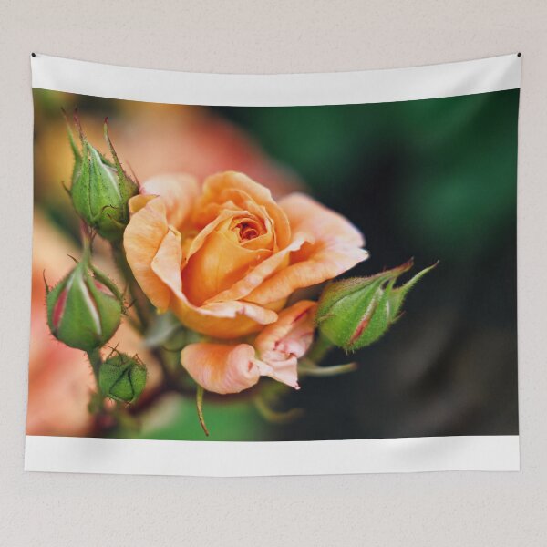 Item preview, Peach Rose in Bloom designed and sold by wendyhattonphotography.