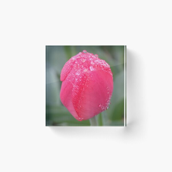 Item preview, Tulip dew designed and sold by annAHorton.