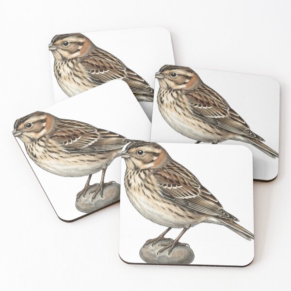 Item preview, Vintage Naturalist Lapland Longspur - Antique Winter Bird Art designed and sold by Catch333.