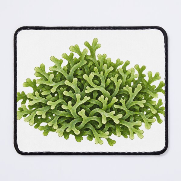 Item preview, Riccia Fluitans Delicate Botanical Oil Portrait designed and sold by Ocelot-T.