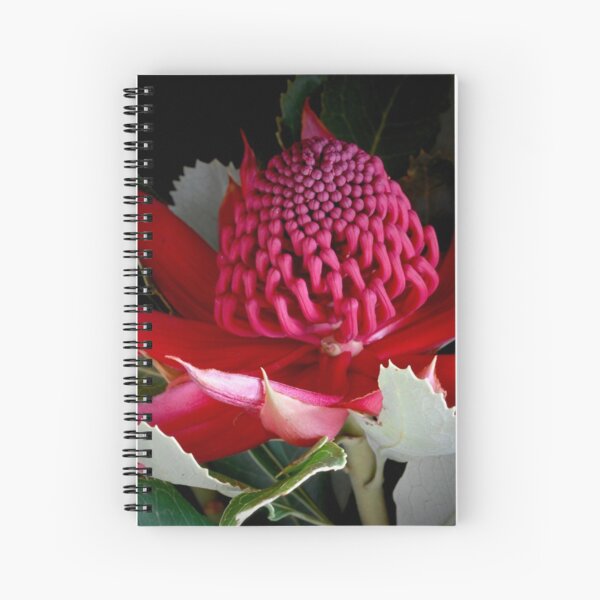 Item preview, Waratah designed and sold by tennillefdunne.
