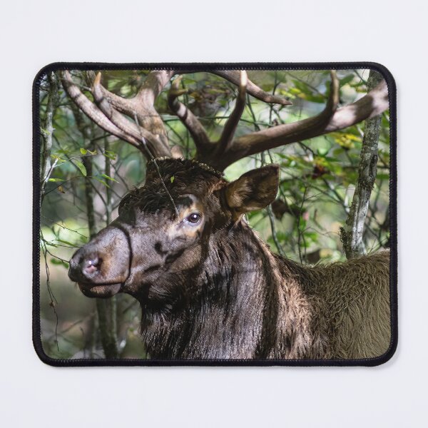 Item preview, Majestic Cherokee Elk designed and sold by nejones2022.
