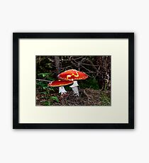 Amanita Muscaria, poisonous mushroom. Pine forest background Framed Print