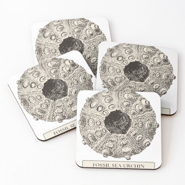 Item preview, Fossil Sea Urchin Cidaris, Vincentown New Jersey designed and sold by sustainableme.