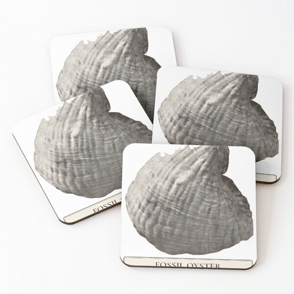 Item preview, Fossil Oyster Exogyra costata, New Jersey designed and sold by sustainableme.