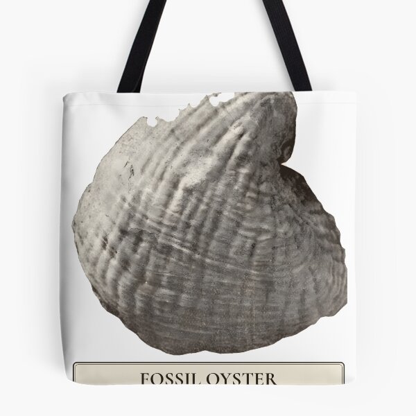 Item preview, Fossil Oyster Exogyra costata, New Jersey designed and sold by sustainableme.