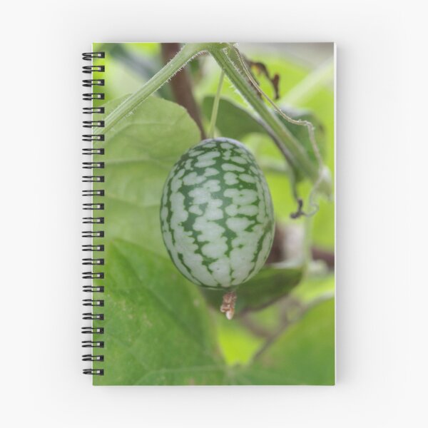 Item preview, Fruit of a Mexican sour gherkin (Melothria scabra) designed and sold by Zosimus.