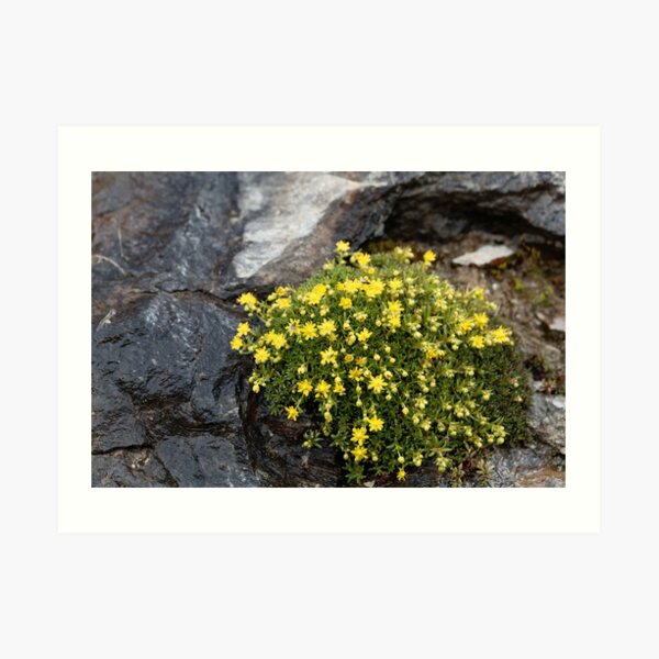 Flowers of musky saxifrage (Saxifraga moschata) Art Print