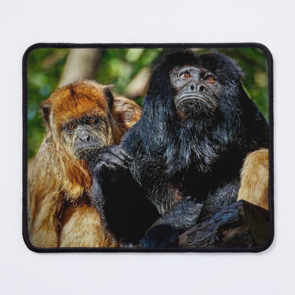 Item preview, Two Howler Monkeys Sitting Together designed and sold by Savannah Gibbs.
