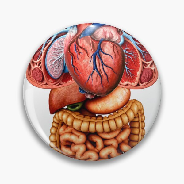 Item preview, Human Anatomy Heart Lungs and Digestive Organs designed and sold by Slyfish.