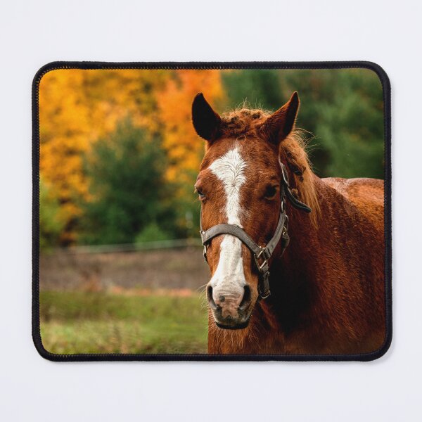Item preview, Horse Amongst Autumn Colors designed and sold by KoovsPhotos.