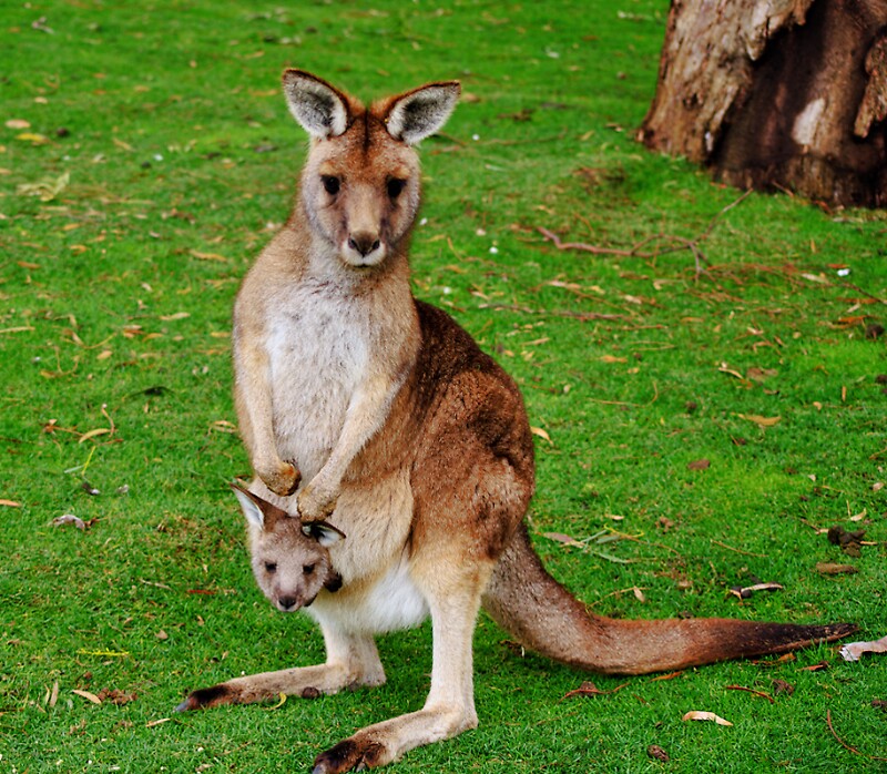 "Kangaroo mother and baby " by eisblume Redbubble