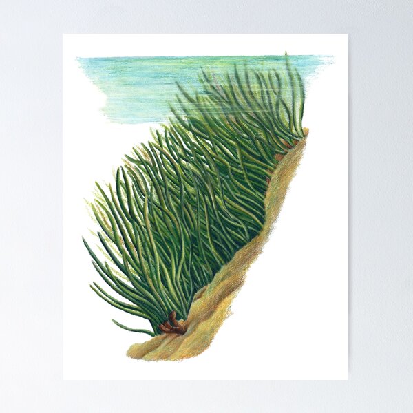 Item preview, Seagrass and eelgrass - Botanical & Aquatic Fauna Illustration designed and sold by Chouetteplanete.