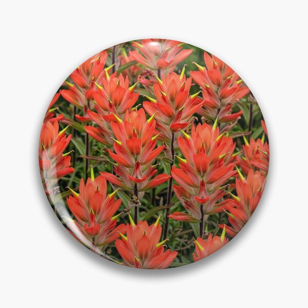 Item preview, Indian Paintbrush Across the Canvas — Red Orange Spikes designed and sold by Stevercortinas.