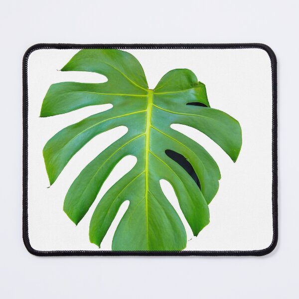Item preview, Bright green monstera leaf designed and sold by Brian Scantlebury.