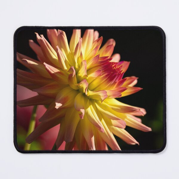 Item preview, Single yellow and pink dahlia with dark background designed and sold by lisavonbiela.