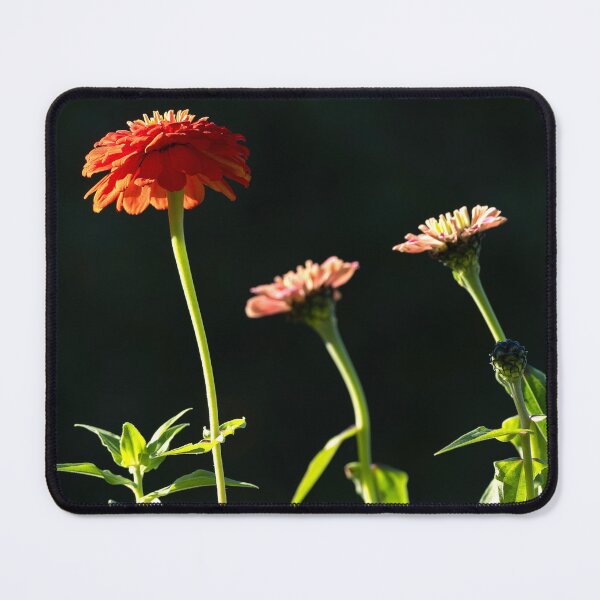 Item preview, Three dahlias in a diagonal row with dark background designed and sold by lisavonbiela.
