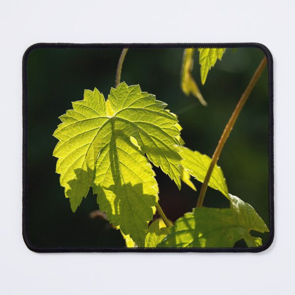Item preview, Backlit grapevine leaves vertical composition designed and sold by lisavonbiela.