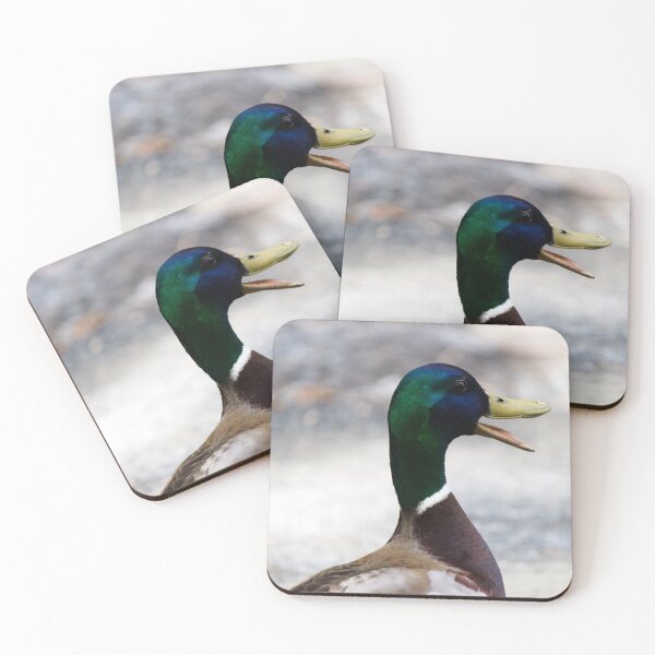 Item preview, Male Mallard Duck Quacking with Open Beak Close Up designed and sold by celinebisson.