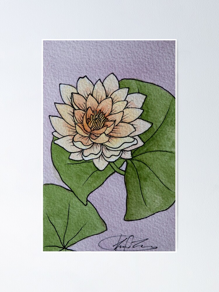 Water Lily Watercolor Illustration Poster For Sale By Redfinchdesigns Redbubble