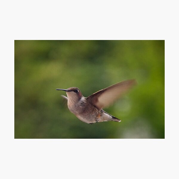 Hover Photographic Print