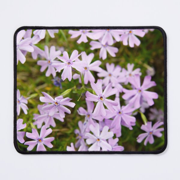Item preview, Beautiful Light Pink Creeping Phlox Flowers in Full Bloom designed and sold by celinebisson.
