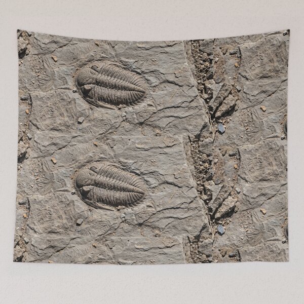 Item preview, Trilobite Fossil Ancient Sea Creature designed and sold by TTERRA.