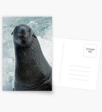 cape fur seal in Walvis Bay Postcards