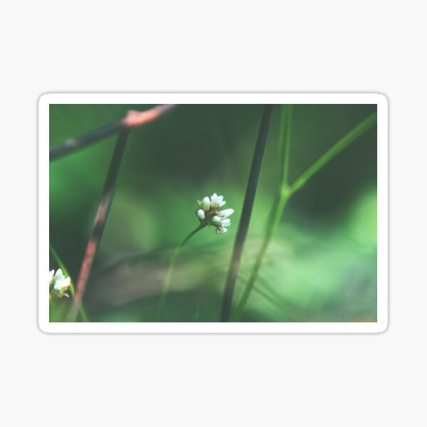 "small White Flower" Sticker for Sale by Jakeydobubble Redbubble
