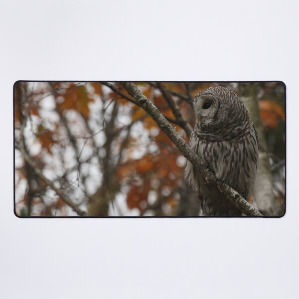 Item preview, Barred Owl in a Fiery Autumn Forest designed and sold by locustgirl.