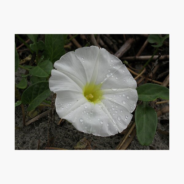 Artikelvorschau, Damp Flower entworfen und verkauft von SplatterPics.