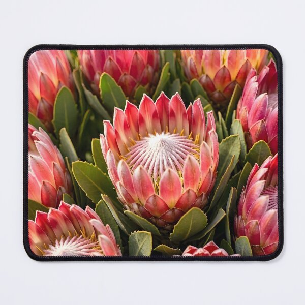 Item preview, Vibrant Pink King Protea Flower designed and sold by Sybille-Yates.