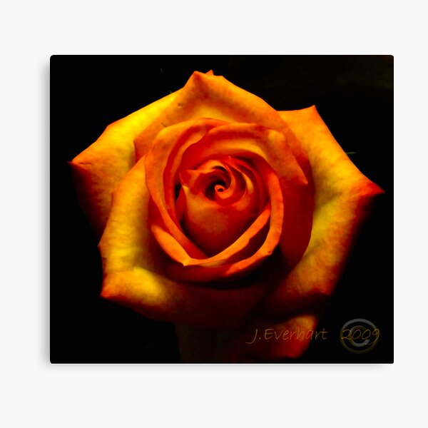Fire Rose Canvas Print