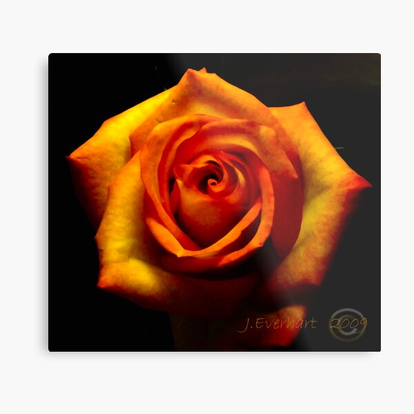 Fire Rose Metal Print
