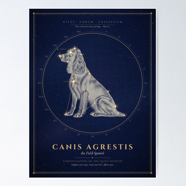 Aperçu de l'œuvre Constellation du Field Spaniel – Art céleste du chien créée et vendue par Celestial Atlas of Dogs.