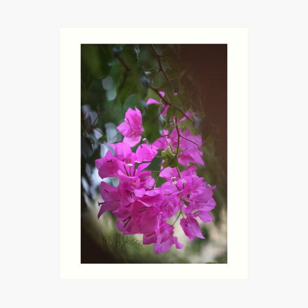 Bougainvillea - Bali. Kreta. Griechenland. © Dr. Andrzej Goszcz Fotografie. 28.08.2018. Canon 5D Mark II. Kunstdruck
