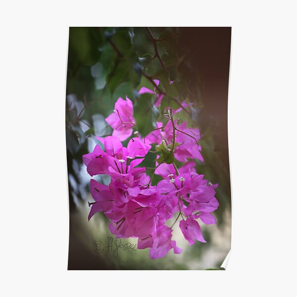 Bougainvillea - Bali . Crete. Greece. ©Dr.Andrzej Goszcz Photography. 28.08.2018. Canon 5D Mark II. Poster