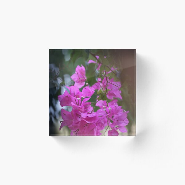 Bougainvillea - Bali . Crete. Greece. ©Dr.Andrzej Goszcz Photography. 28.08.2018. Canon 5D Mark II. Acrylic Block