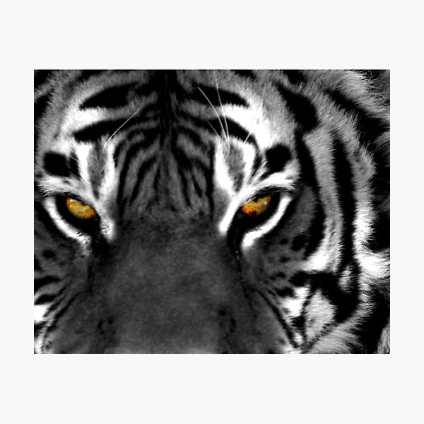 Tiger Eyes I Photographic Print