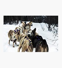 Sled Photographic Print