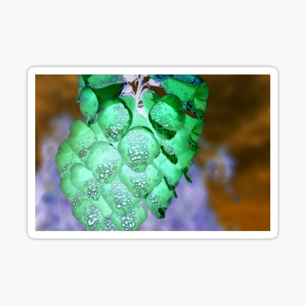 Aperçu de l'œuvre Fleur exotique créée et vendue par PhrozenPhotos.
