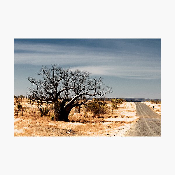 Boab on the Gibb River Road Photographic Print