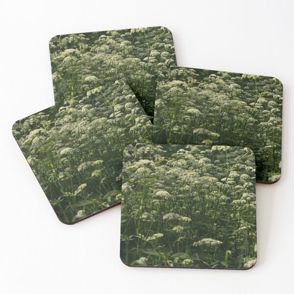 Item preview, Cow parsnip or Queen Anne's lace designed and sold by Zina Stromberg.