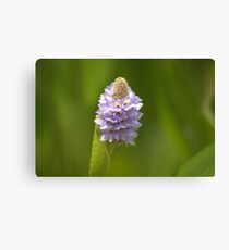 Flower Spike Canvas Print