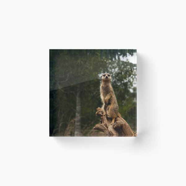 Item preview, Meerkat designed and sold by Robert J Smith.