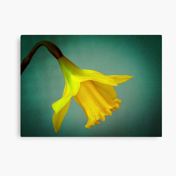 Daffodil Day Canvas Print